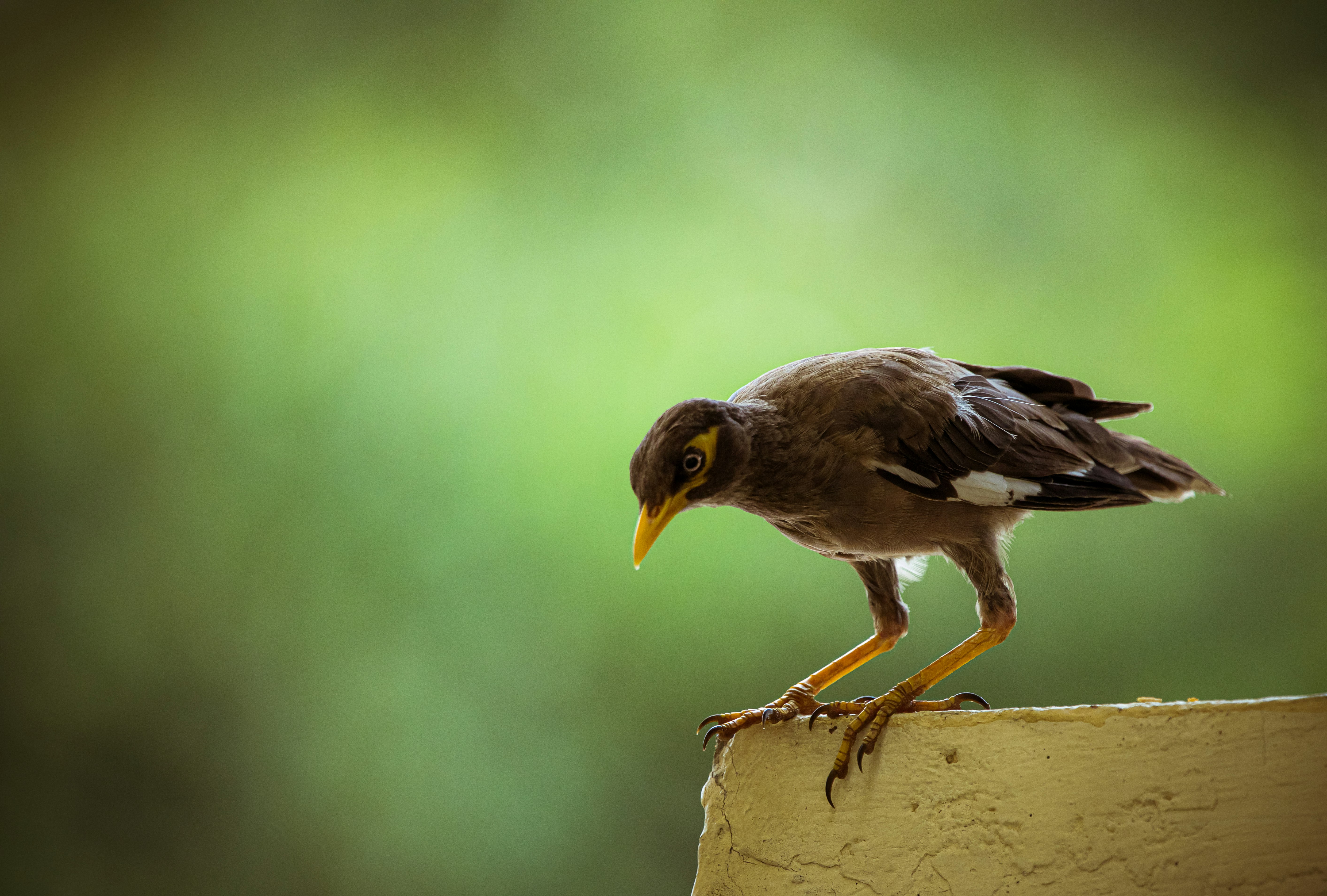 brown and white bird on brown tree branch